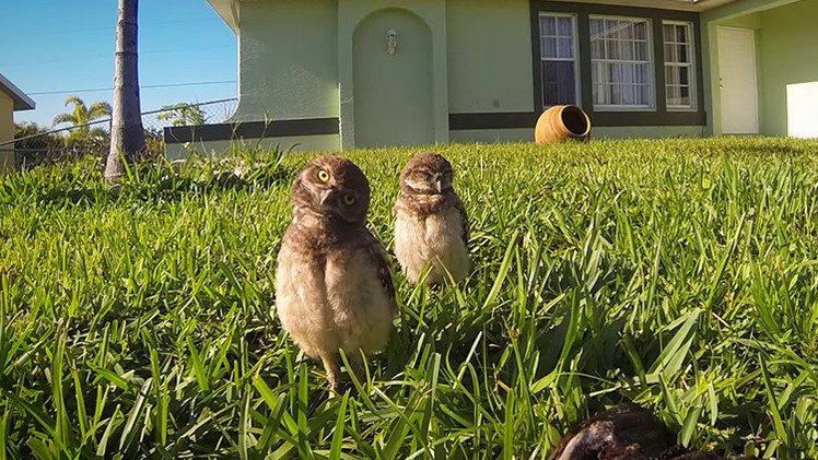 El baile del búho, protagonizado por ellos mismos