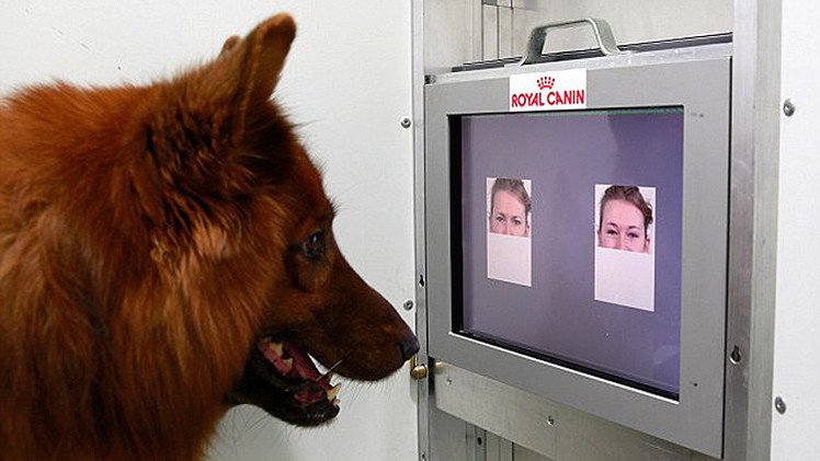 Estudio: ¿Saben los perros 'leer' las emociones de los humanos?