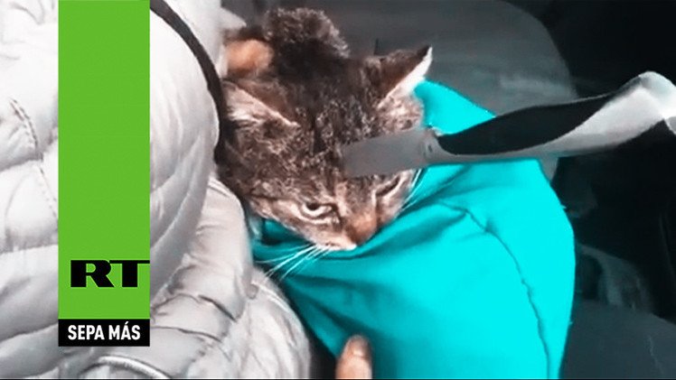 ¿Un gato con 8 vidas?: sobrevive a una puñalada en la cabeza