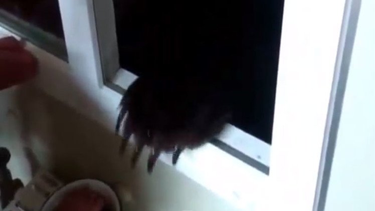Ver para creer: un joven ruso alimenta a un oso hambriento por la ventana