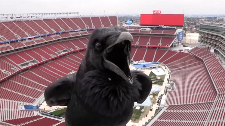 Visita sorpresa: un cuervo manda un saludo desde el Levi's Stadium