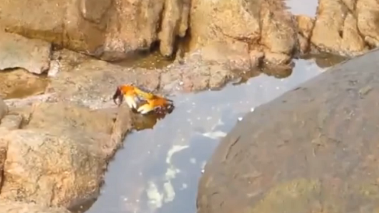 "Ven, que no te va a pasar nada": un pulpo salta del agua para cazar un cangrejo