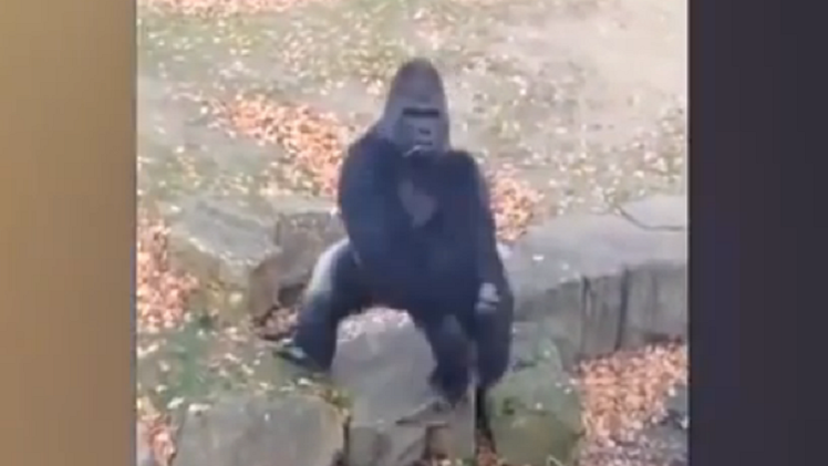 El gorila que solo come plátanos 'gourmet'