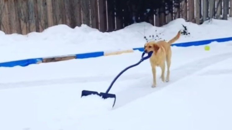 Un perro limpia de nieve el patio sin ayuda de nadie