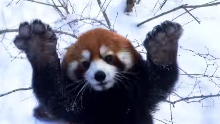 Los pandas rojos se lo pasan en la nieve mucho mejor que usted