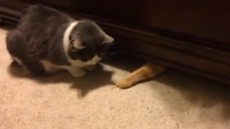¡Qué vida perra!: Un gato le roba a otro en los morros