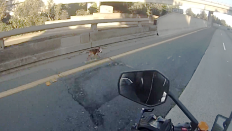 Intentan salvar a un perrito en medio de una autopista