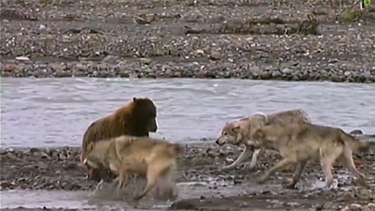 La feroz batalla entre un oso y cuatro lobos