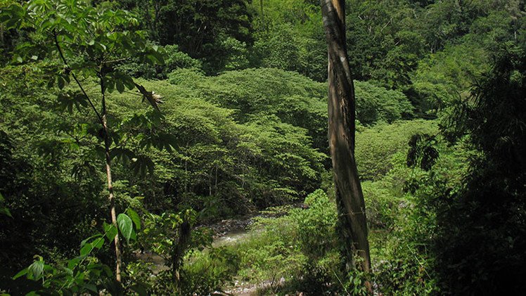 Encuentran una mítica urbe precolombina perdida en la selva hondureña