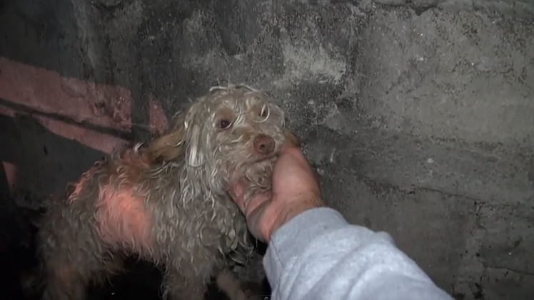 Rescatan un perro vagabundo que vivía en las alcantarillas