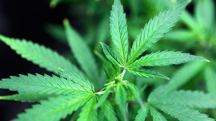 ¿Helado de marihuana?: La legalización trae consigo un nuevo mercado