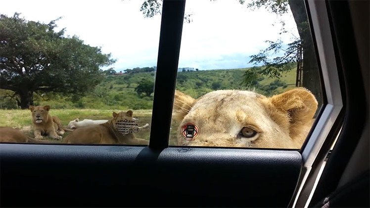 Cuidado, los leones ya 'saben' abrir puertas: una familia se lleva el susto de sus vidas