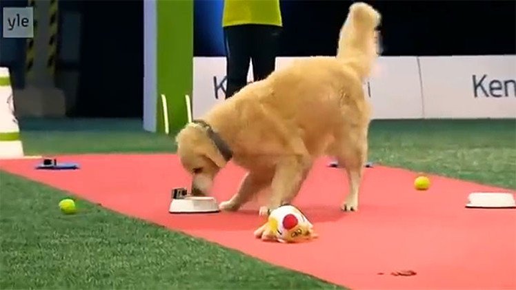 Competencia canina: el perro que no comprendió de qué trataba el concurso