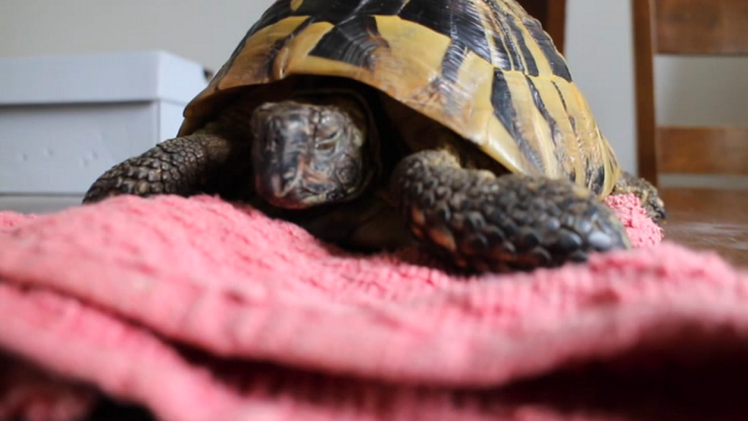 Despertando a una tortuga después de cuatro meses de hibernación