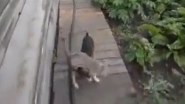 Un perro mete en casa al gato...'echándoselo a la espalda'