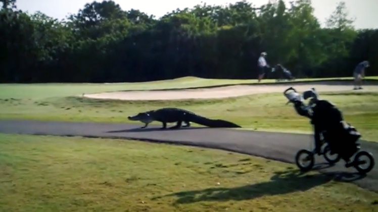 Un enorme cocodrilo de 4 metros se pasea por un campo de golf en Florida