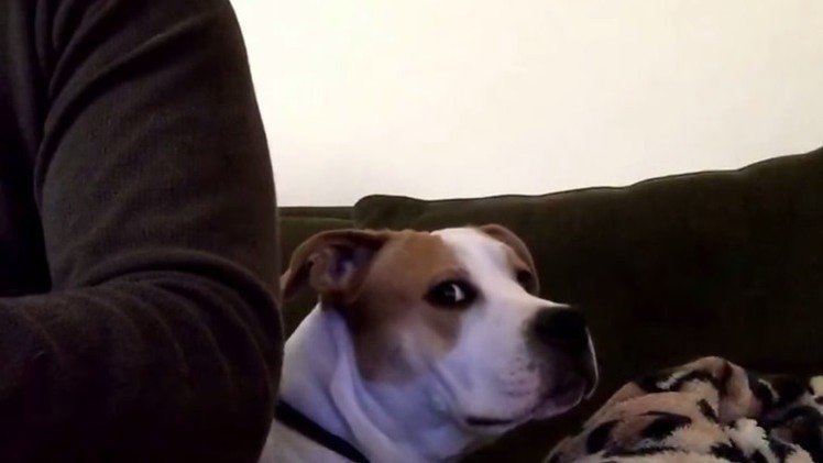 Inesperada reacción de un perro al sonido de la PlayStation 3