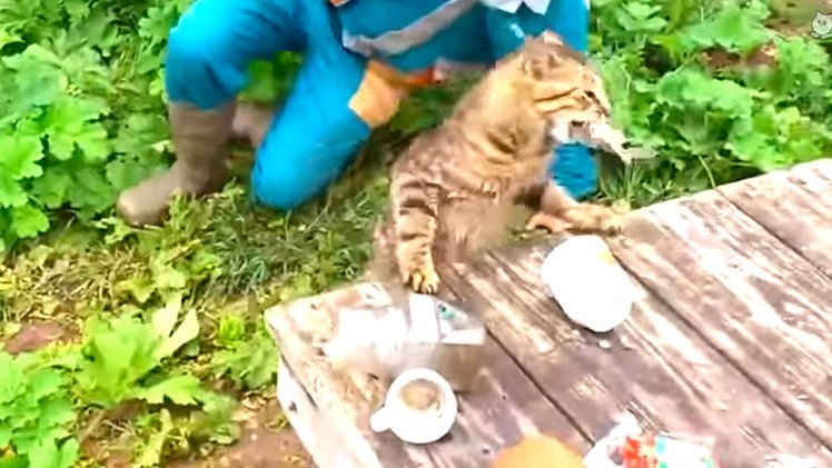 Nadie sabe para quién trabaja: Un gato roba un pescado recién salido del agua