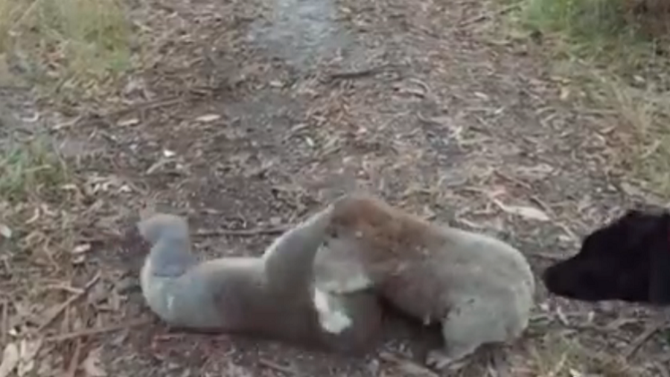 Mientras tanto en Australia… sales a pasear y te topas con una tierna y feroz pelea entre koalas