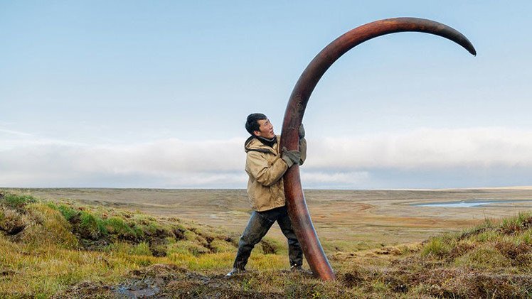 Proyecto de fotos único: cómo 'cazan' colmillos de mamut en Siberia