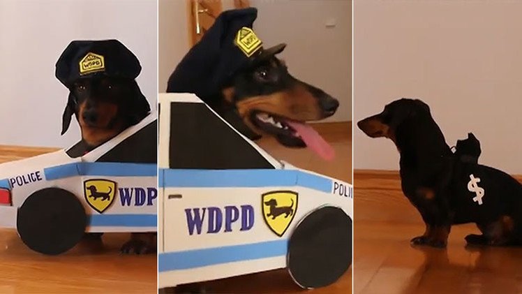 Dos adorables perritos que juegan a 'el policía y el ladrón' conquistan YouTube 