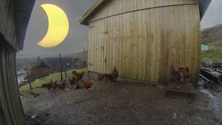 Amanece que no es poco: los efectos secundarios del eclipse en las gallinas