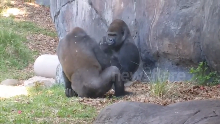 Una discusión entre gorilas nunca podría ser tan "natural"