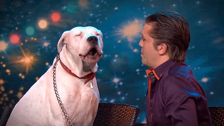 Un perro 'canta' un clásico de Whitney Houston en un programa de talentos