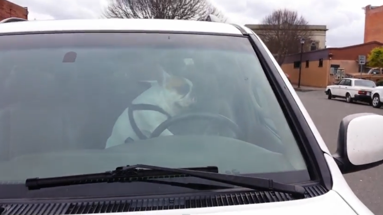 Un perro se cansa de esperar en el auto y toca la bocina a su dueño