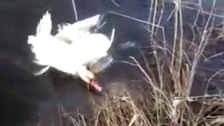 Dos cisnes piden socorro a los humanos para que los desenreden