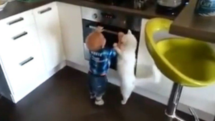 Un gato protege al bebé de un horno caliente