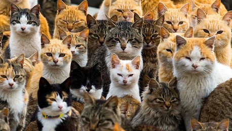 Do Re Miau: un estudio revela qué música prefieren los gatos