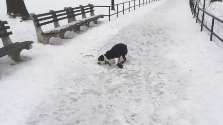 Karma instantáneo: Se ríe de su perro y recibe una lección 
