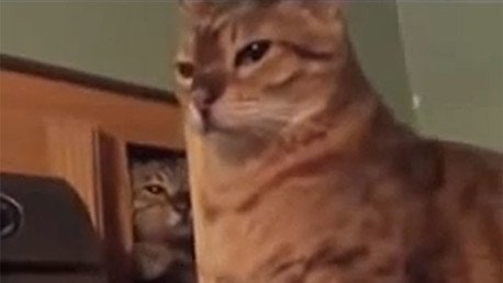 Un gatito se esconde de otro felino para 'vengarse', le da un derechazo y lo 'noquea' 