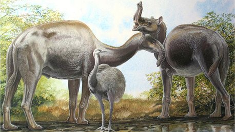 Resuelven el misterio de extraños mamíferos sudamericanos de Charles Darwin