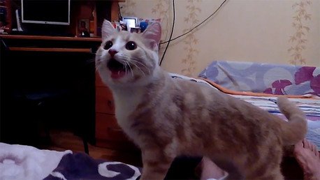 El gato ruso que se cree perro conquista YouTube