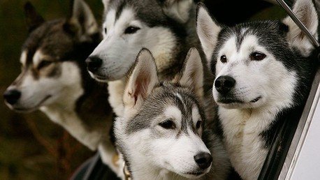 se puede entrenar a los huskies siberianos para atacar