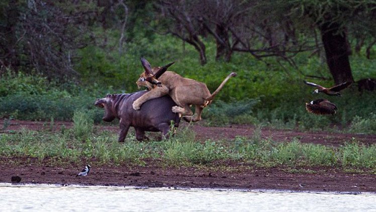 Un inexperto león ataca a un hipopótamo pero no se esperaba este desenlace 
