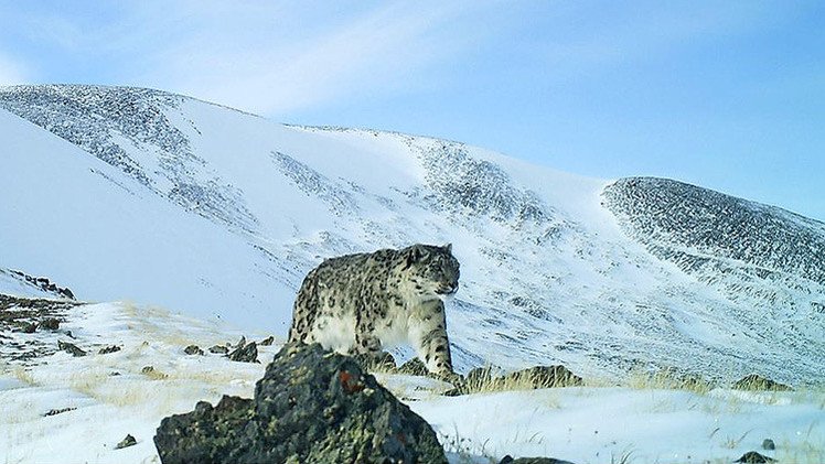 Video: Graban en Rusia imágenes insólitas de varios leopardos de las nieves