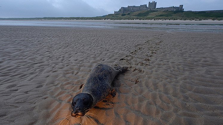 Sacrifican a cientos de focas en Escocia por comerse la pesca destinada a los turistas 