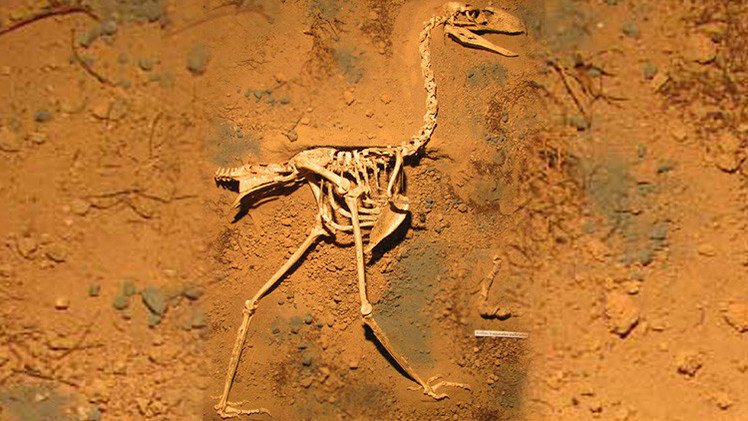 Descubren en Argentina los fósiles mejor conservados de un 'ave del terror'