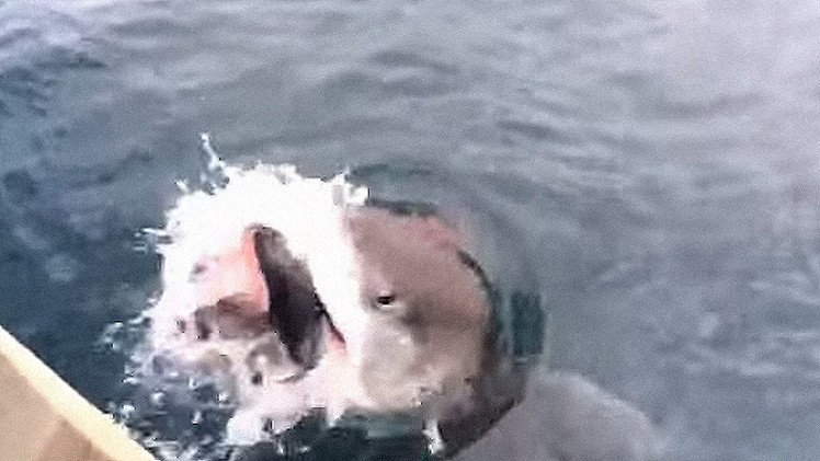 Un gran tiburón blanco se cobra la pieza de un pescador