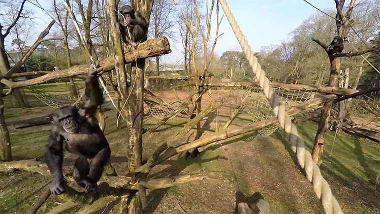 Un chimpancé derriba el dron que espiaba el recinto de los monos en un zoo