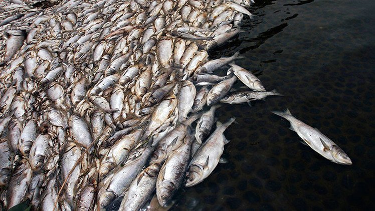 Fotos: Un lago chino aparece cubierto de miles de peces muertos
