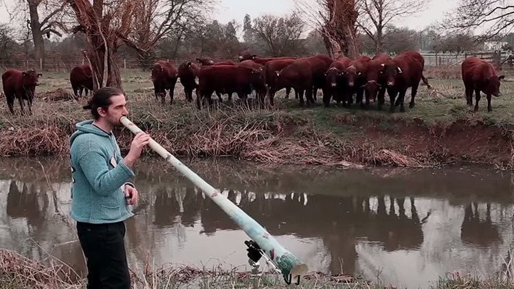Vean cómo un sonido mágico paraliza a un rebaño de vacas