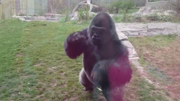 Esto es lo que pasa cuando uno se burla de un gorila en un zoológico
