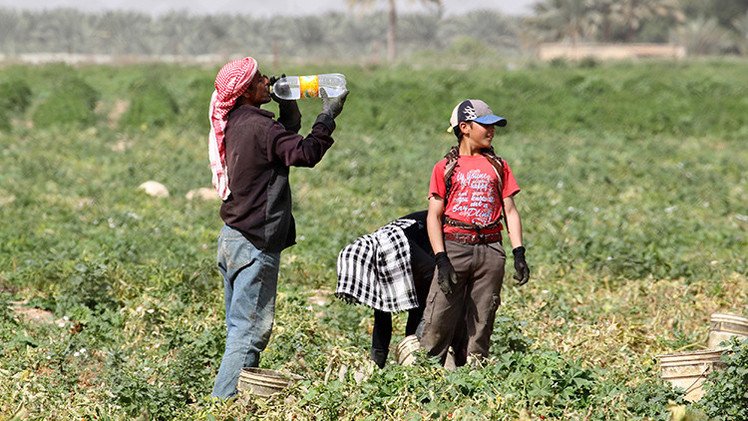 Israel explota brutalmente a centenares de niños palestinos en asentamientos agrícolas