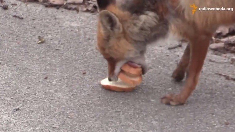 Un zorro de Chernóbil se prepara bocadillos de salchichón