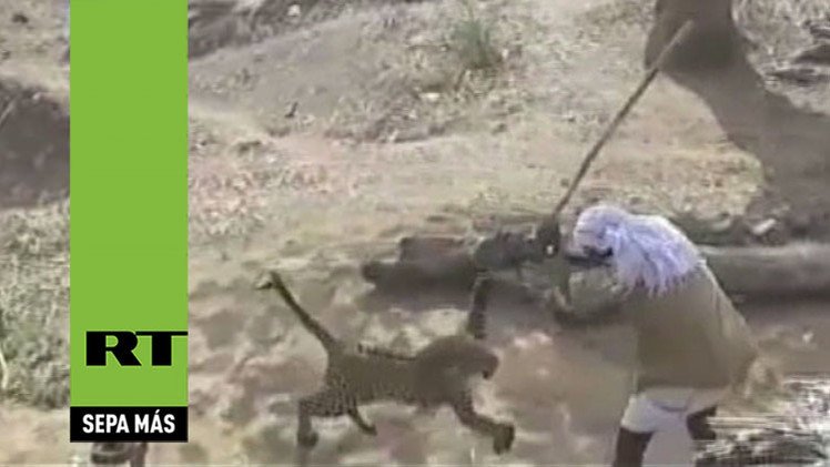 India: Un hombre se defiende de un leopardo con un simple palo 