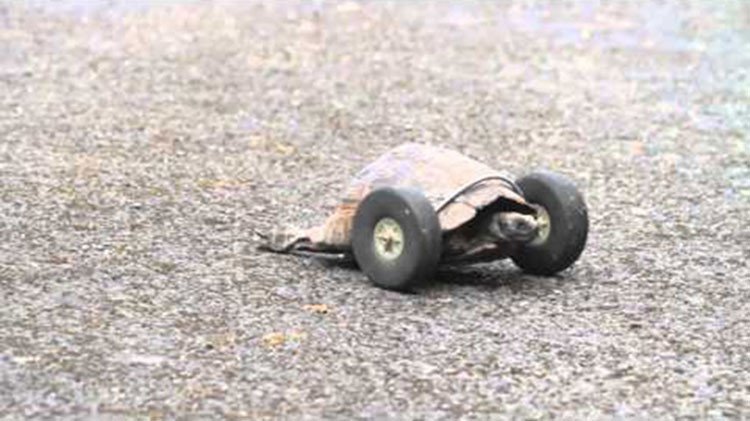 Salvan la vida a una tortuga discapacitada usando un par de ruedas
